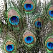 纯天然真孔雀羽毛，70-80cm大眼睛4cm花瓶，家居摆设客厅装饰