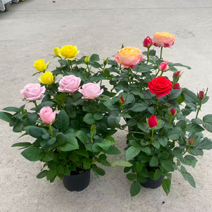 玫瑰花苗特大花带花苞花卉绿植物室内外阳台盆栽蔷薇月季四季开花