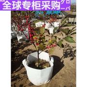 日本进口北美冬青相思豆树苗，耐寒植物盆栽含盆盆景，庭院室外四季带