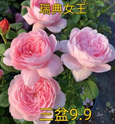 月季盆栽大苗瑞典女王粉色，包子花(包子花)四季多头，开花卉庭院阳台玫瑰