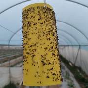60张粘虫板诱虫板纸贴双面黄色沾黏蚊子杀黑虫胶灭小飞虫果蝇大棚
