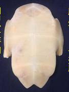 甲骨文龟壳雕刻天然真乌龟壳专用龟甲骨学生描绘涂色脱皮文教NUWL