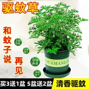 正宗驱蚊草盆栽植物花卉室内外庭院防蚊虫香草苗四季好养桌摆绿植