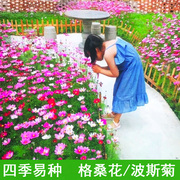 波斯菊花种子格桑花种子混色野花，组合种子室外庭院阳台四季花卉籽