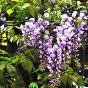 紫藤树3公分紫藤萝花庭院 武汉户外园林苗爬藤花卉 美观攀援花卉