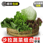 新鲜蔬菜沙拉组合3斤装球生菜苦菊红叶，等健身轻食沙拉菜西餐食材