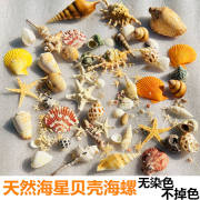 天然海星贝壳海螺海胆鱼缸造景寄居蟹打孔漂流瓶装饰儿童手工相框