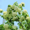 庭院美化花卉木本绣球花苗，盆栽白色大花绣球，又名斗球马球琼花树