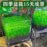 鱼缸水草种子生态玻璃瓶植物种籽孑盆栽套餐水培碗莲装饰草缸造景