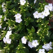 白色紫茉莉花种子紫茉莉，地雷花阳台易种盆栽，花卉五彩香茉莉种子