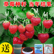 草莓种籽子水果苗四季结果室内外易活蔬菜水果盆栽植物花种子籽子