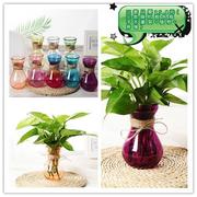 玻璃花瓶水培植物绿萝容器养花透明瓶子水生水养花卉风信子瓶子