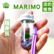 marimo幸福海藻球生态瓶微景观水培，植物小礼物，许愿瓶马里莫送挂绳