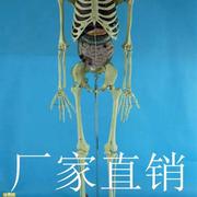 带内脏170cm人体骨骼模型11人体，骷髅骨架模型医用人体标本模型