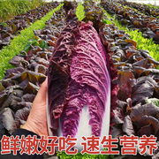 紫白菜种籽紫色大白菜种子四季秋播菜籽农家籽种冬季蔬菜种孑大全