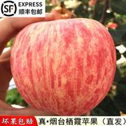 苹果水果新鲜当季整箱，山东烟台栖霞红富士苹果10斤脆甜