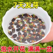 碗莲籽水培植物四季花卉莲花莲子，花种子花种籽子睡莲水养荷花盆栽