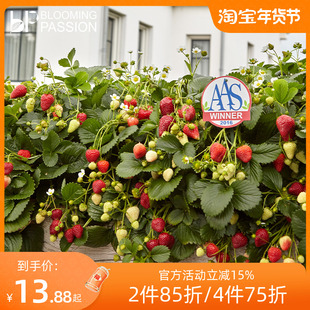 BP花卉草莓盆栽14CM四季特大苗果量大甜阳台花园家庭亲子易种大苗