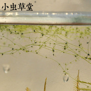 丝叶狸藻食虫植物捕虫草水生狸藻，捕水生物绿植，小虫草堂水培植物