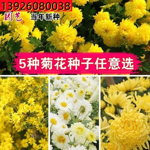 菊花种子盆栽阳台室内花卉种籽贡菊野生菊花泡茶杭白菊种孑菊花籽