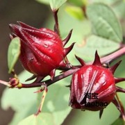 洛神花种子新采红宝石红桃K种子 阳台盆栽种籽茄花草茶种苗易种植