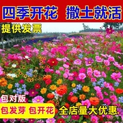 野花组合四季种植开花室外庭院格桑花花籽太阳花种子易活花种籽子