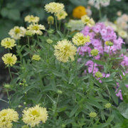小园丁的夏日时光黄色矢车天人，菊耐热花期长花园植物盆栽花卉