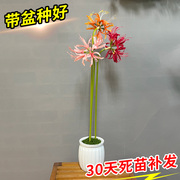 彼岸花盆栽鲜花花种曼珠沙华花卉四季开花易成活室内阳台庭院植物