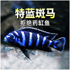 特蓝斑马鱼三湖慈鲷热带艳丽观赏鱼，活体新手耐活好养小型宠物鱼