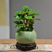菩提盆栽室内客厅茶桌小绿植中式装饰摆件办公室植物四季好养盆景