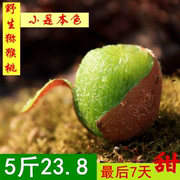 野生猕猴桃陕西秦岭小迷糊桃奇异果5斤天然新鲜水果8月底