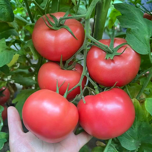 西红柿种孑番茄种子籽秧苗，老品种普罗旺斯大西红柿，四季蔬菜种子籽