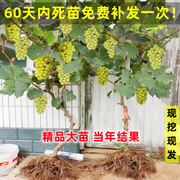 葡萄树苖阳光玫瑰盆栽地栽巨峰特大爬藤南方北方种植无籽甜葡萄苗