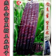 燕禾金紫黑糯玉米种子香紫黑糯棒大高产皮薄甜糯玉米种子紫糯玉米