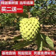 佛陀果番荔枝苗台湾释迦果苗番荔枝树苗佛头果凤梨释迦果树苗