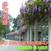 紫藤萝爬藤植物阳台庭院围墙四季盆栽绿植紫藤树苗攀援紫藤花苗