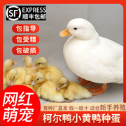 柯尔鸭蛋受精蛋可孵化网红宠物，鸭幼仔活体小黄鸭，正版纯种小叫鸭白