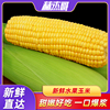 水果玉米新鲜现摘爆浆鲜玉米棒子甜玉米嫩玉米生的生鲜蔬菜10斤