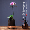 小飞象蝴蝶兰盆栽带花室内植物办公桌花卉装饰节日带花苞绿植