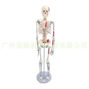 85cm人体骨骼模型肌肉着色骨架模型附椎间盘神经肌肉起止点立式n