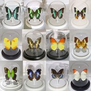 真蝴蝶标本昆虫标本玻璃罩防尘罩摆件生日礼物水晶球永生花工艺品