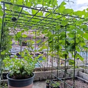 葡萄架子庭院户外爬藤架园艺花架丝瓜支架种菜植物瓜棚架支撑杆网