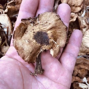 天然野生白榛蘑菇晒干货1斤散包食用2023年新货东北辽宁桓仁特产