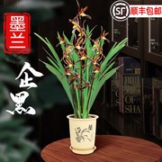 墨兰企黑带花苞盆栽花卉植物名贵兰花绿植报岁兰