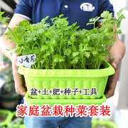 家庭阳台盆栽蔬菜种菜套装，四季菠菜种籽葱种小白菜生菜香菜种子孑