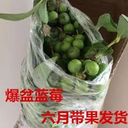 蓝莓苗 当年结果蓝莓苗 南方 种植蓝莓苗 盆栽蓝莓树苗果树苗盆栽