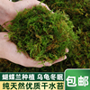 天然干苔藓水苔蝴蝶兰专用乌龟冬眠草青苔兰花，石斛种植营养土