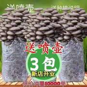 买一发三家庭蘑菇菌包食用菌室内蘑菇种植菌棒种子菌种菌菇包
