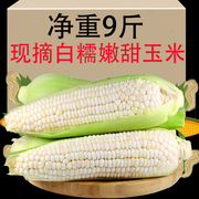 2024新鲜现摘白糯玉米9斤嫩甜玉米蔬菜当季鲜玉米棒子生苞米