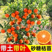 砂糖橘子树苗桔子果树果苗，金桔树矮化盆栽水果，带果南方种植橙子苗